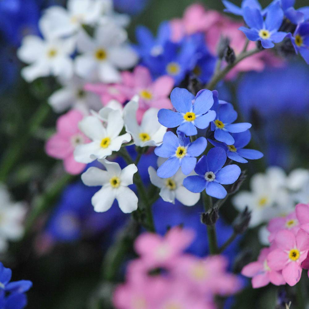 Thompson and Morgan Mysotis Forget Me Not Garden Ready Plant 15 Pack Image 2
