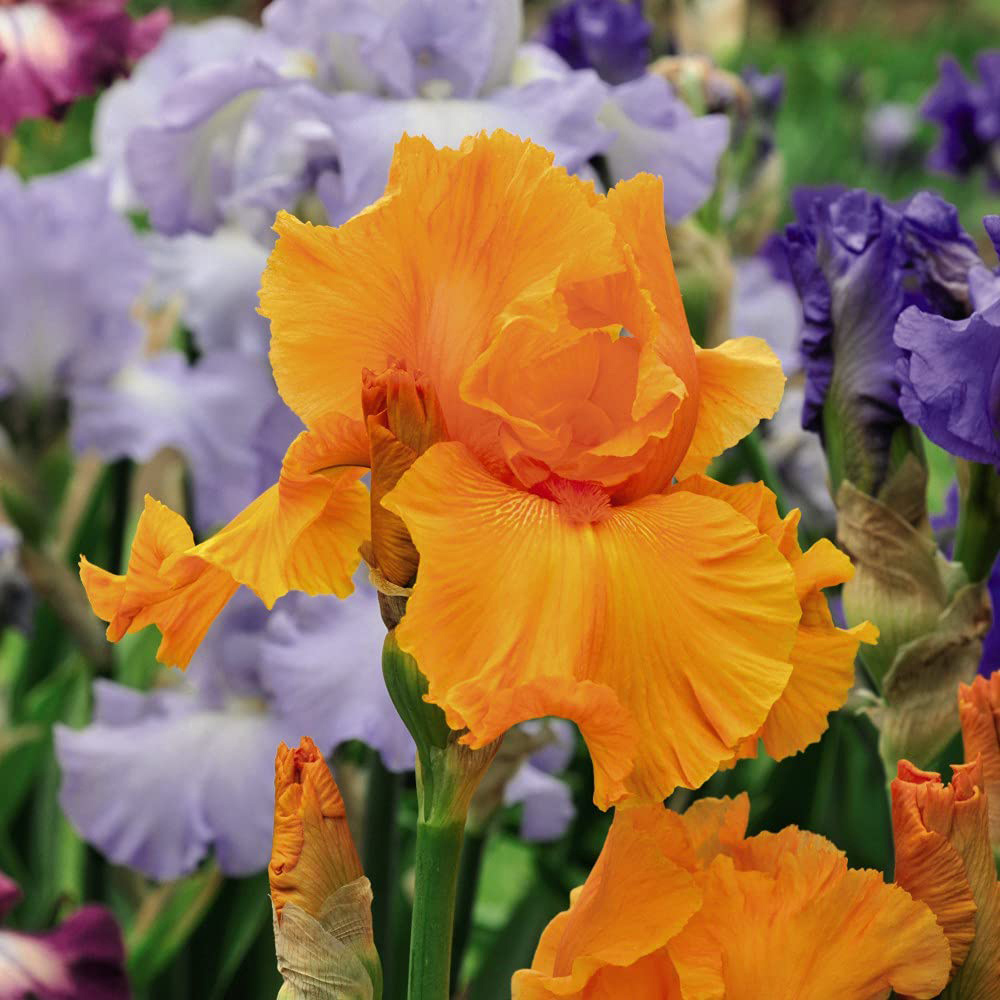 Thompson and Morgan Iris Orange Harvest Rhizome Image 1
