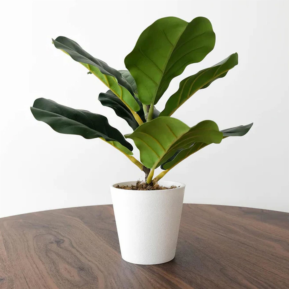 Leaf Fiddle Fig Artificial Plant in Pot 38cm 6 Pack Image 2