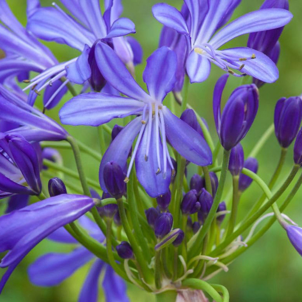 Thompson and Morgan Agapanthus African Skies Plant Pot 9cm 2 Pack Image 2