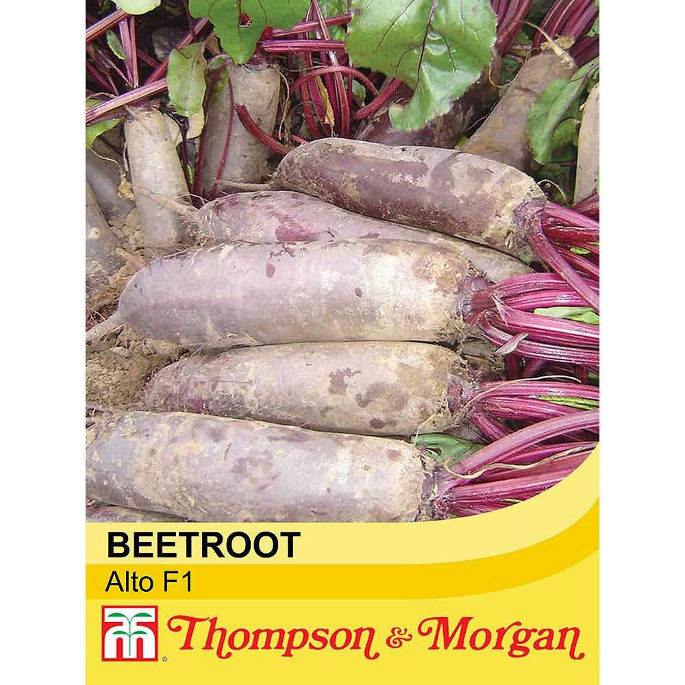 Thompson & Morgan Beetroot Alto F1 Hybrid 250 Seeds Packet Image 2