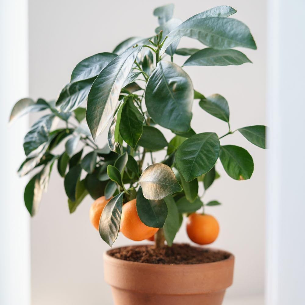 Thompson and Morgan Mediterranean Fruit Collection Plant Pot 4 Pack Image 3