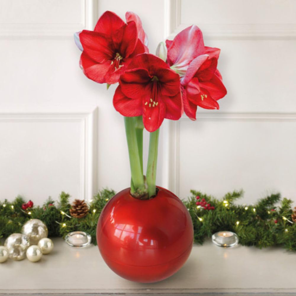 Thompson and Morgan Christmas Gift Red Amaryllis Bulb in Red Globe 2 Pack Image 1