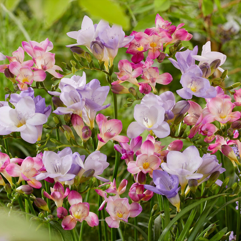 Thompson and Morgan Freesia Passion River Bulb 50 Pack Image