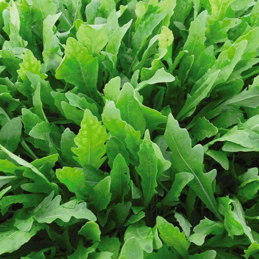 Thompson & Morgan Salad Leaves Rocket Wildfire 500 Seeds Packet Image