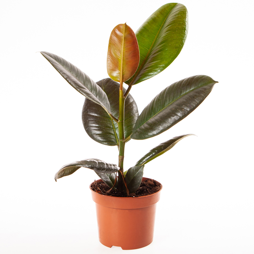 YouGarden Rubber Fig Plant with Latte Recycled Pot Cover 12cm Image 2