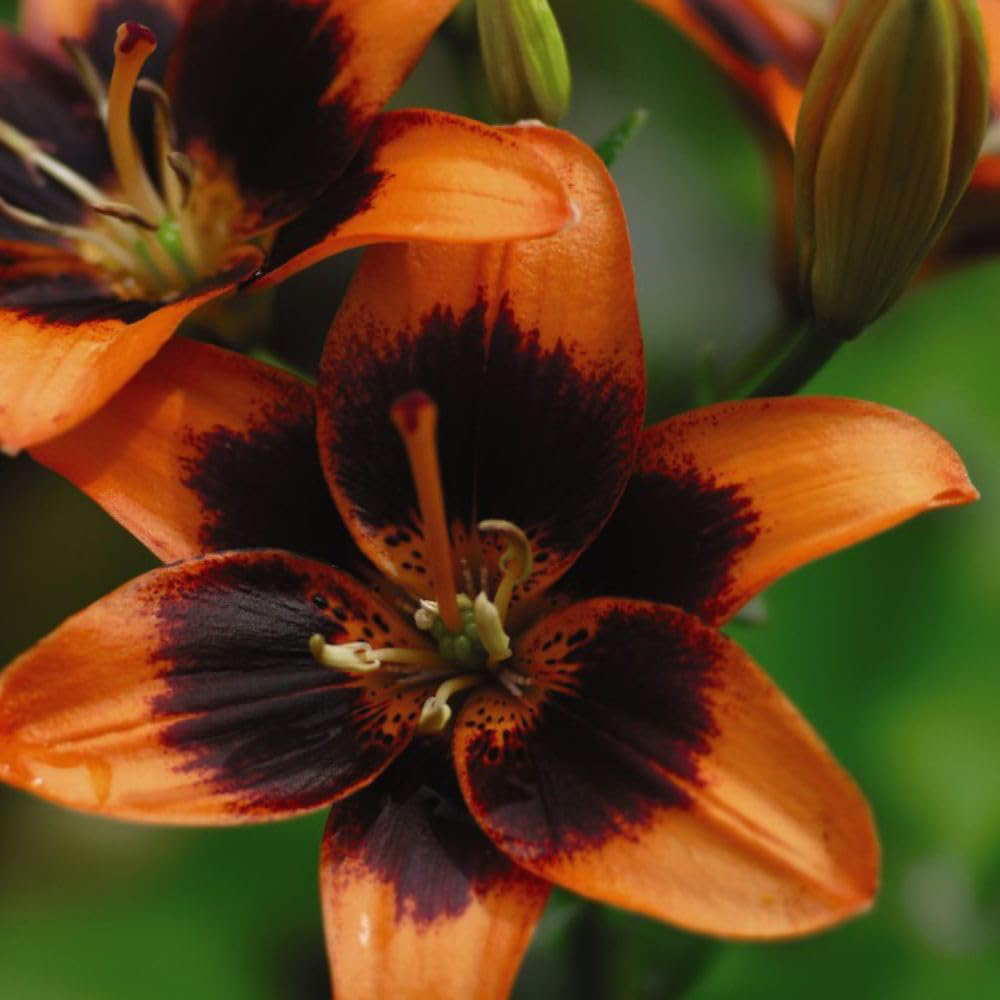 Thompson and Morgan Lily Forever Susan Planting Bulb 5 Pack Image 5