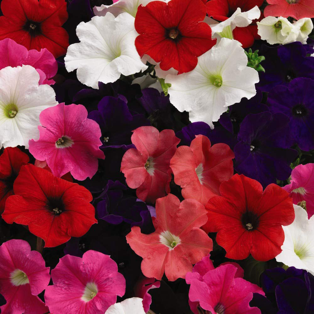 Thompson and Morgan Petunia Express Mixed Garden Ready Plant 15 Pack Image 2