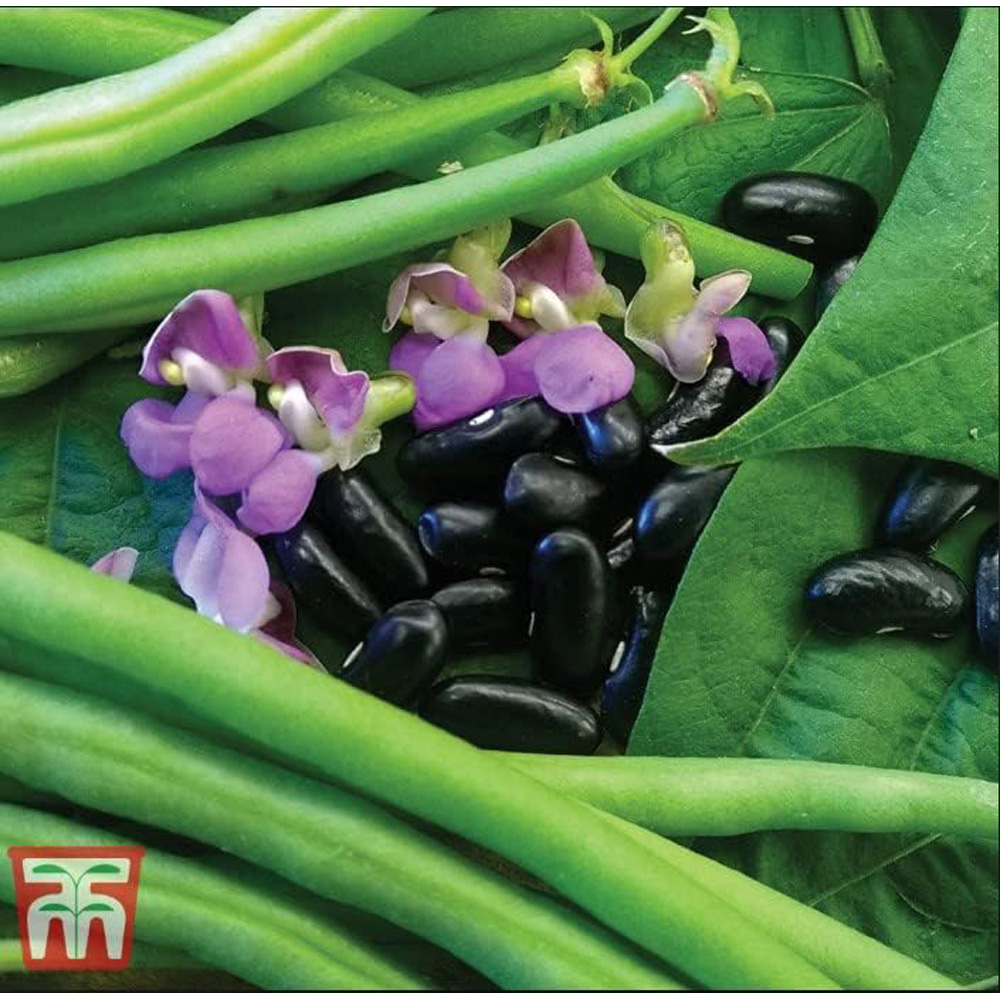 Thompson & Morgan Bean Dwarf Nautica 100 Seeds Packet Image 2