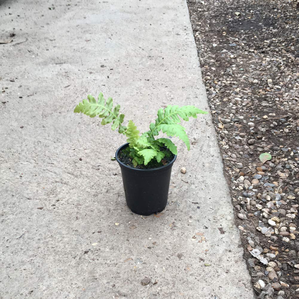 Thompson and Morgan Fern Blechnum Volcano Plant Pot 9cm 2 Pack Image 4