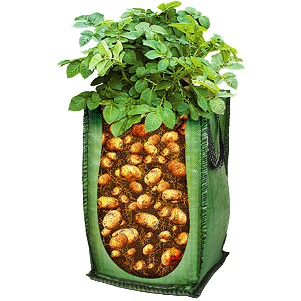 wilko Charlotte Pentland Javelin and Desiree Patio Potato Selection with Growing Bags Image 3