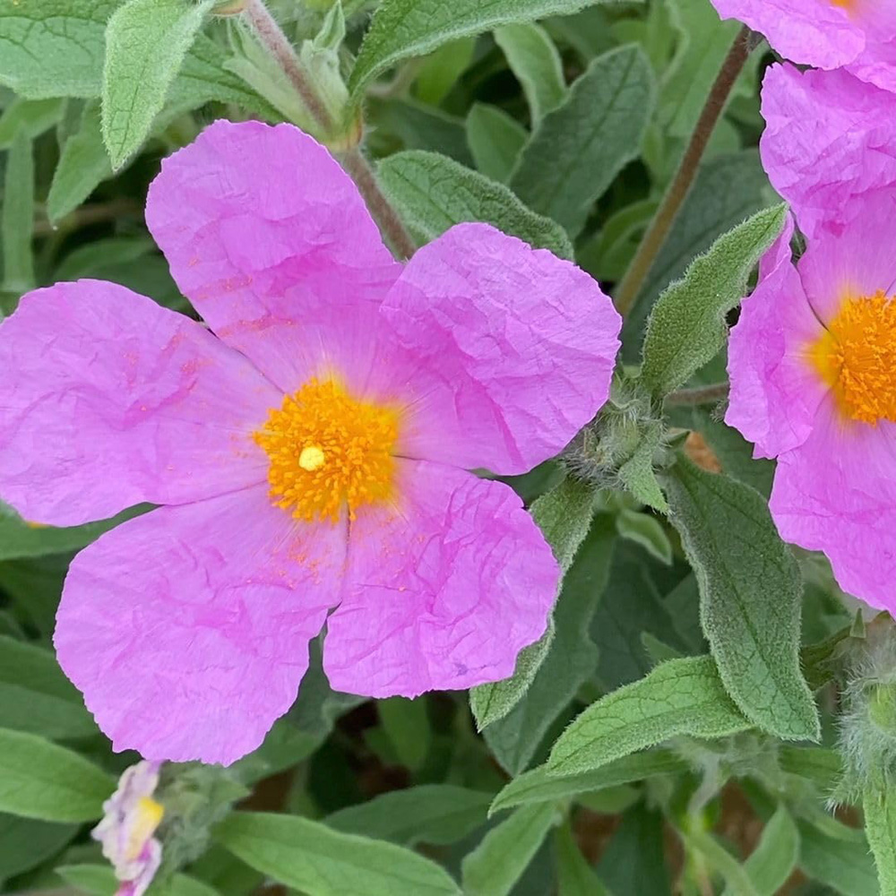 Thompson and Morgan Cistus Creticus Plant Pot 3L Image 2