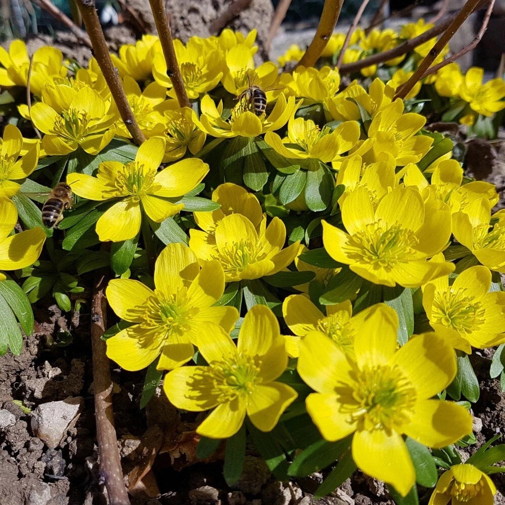Thompson and Morgan Aconite Winter Planting Bulb 40 Pack Image 3