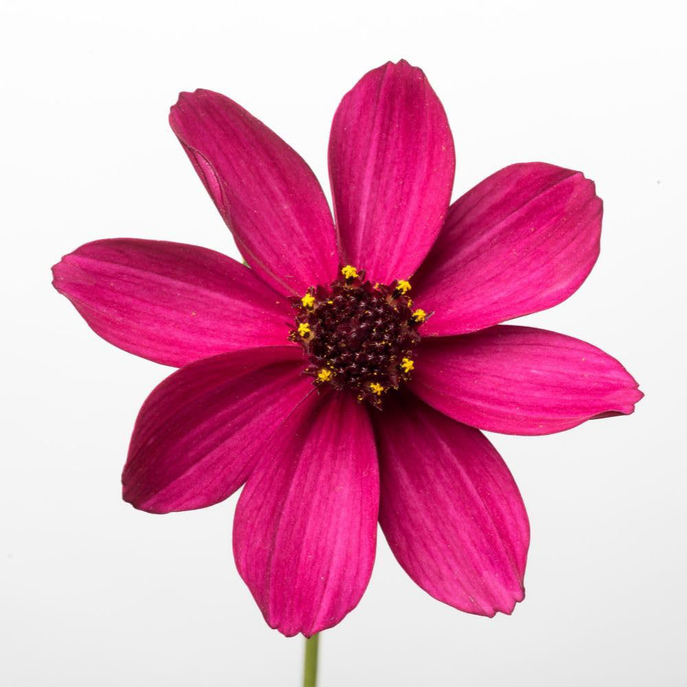 Thompson and Morgan Cosmos Atrosanguineus Cherry Chocolate Plant Pot 2L Image 2