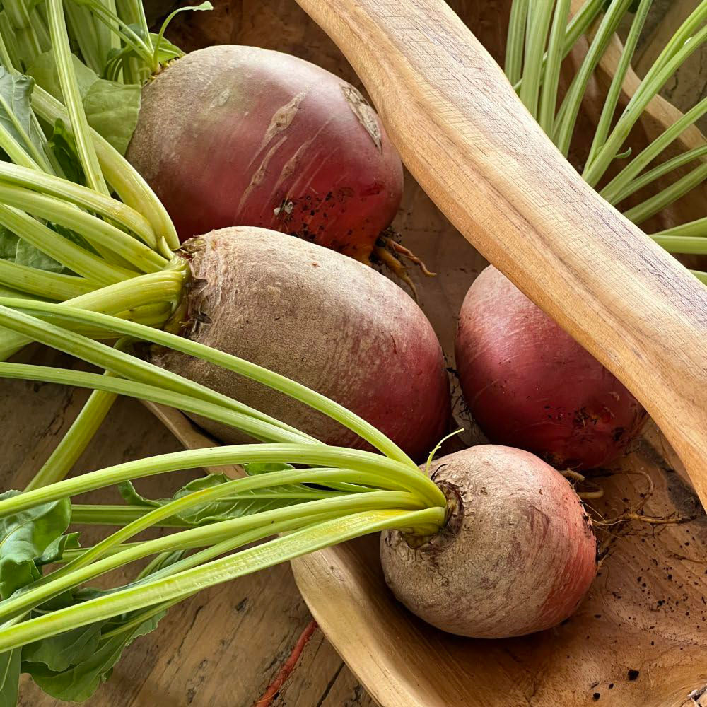 Thompson & Morgan Beetroot Golden Eye Seeds Image 2
