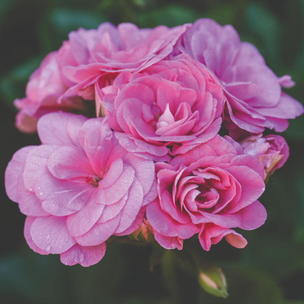 Thompson and Morgan Geranium Trailing Sybil Pink Jumbo Plant Plug 5 Pack Image 1