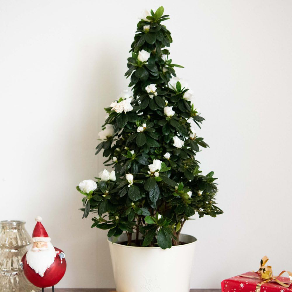 Thompson and Morgan Christmas Gift Azalea White Pyramid Tree Pot 17cm Image 2