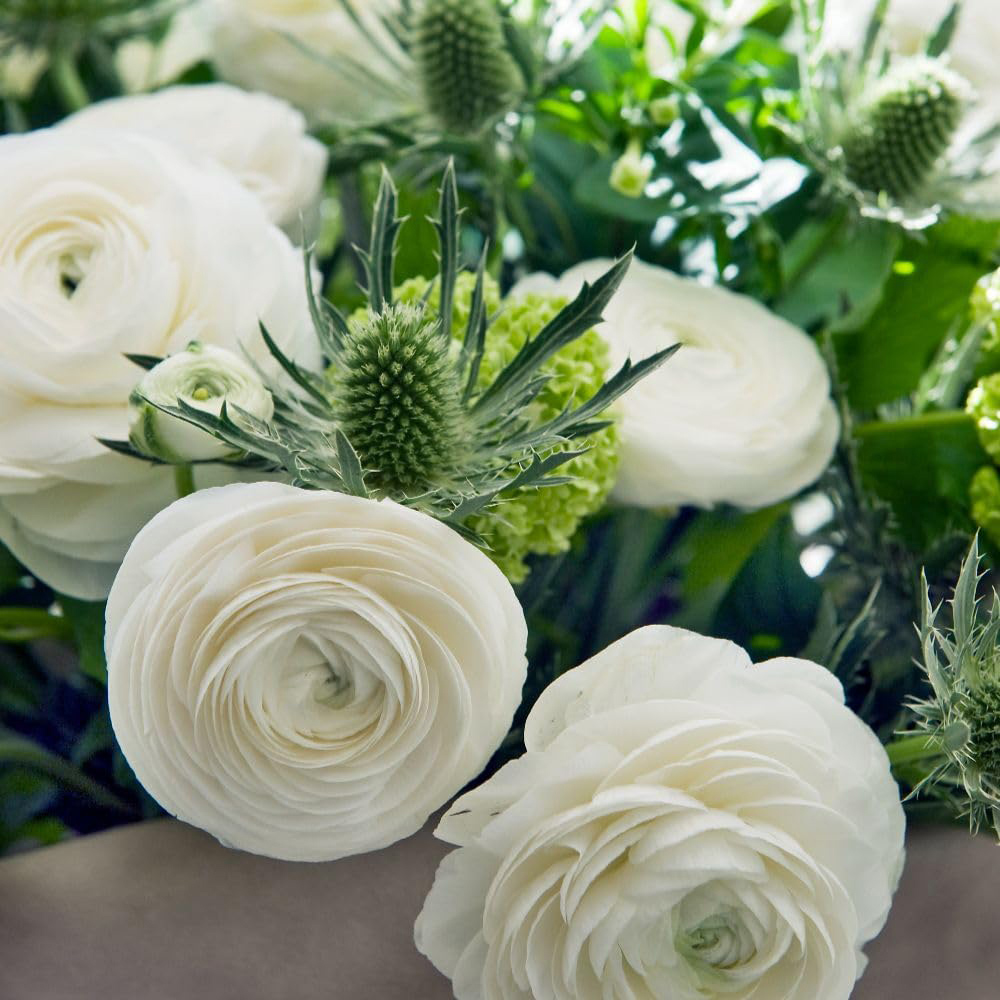 Thompson and Morgan Ranunculus White Planting Bulb 20 Pack Image 2