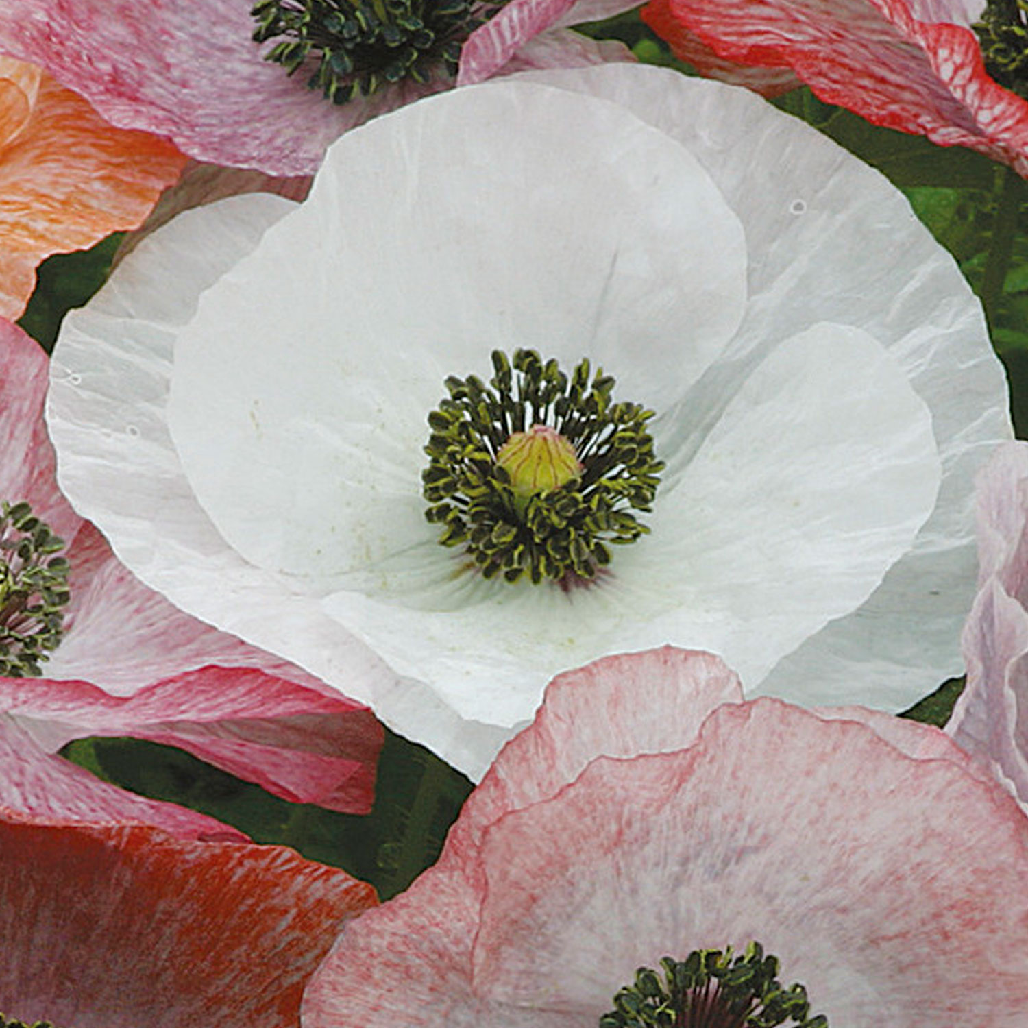 Johnsons Poppy Mother Of Pearl Flower Seeds Image 1