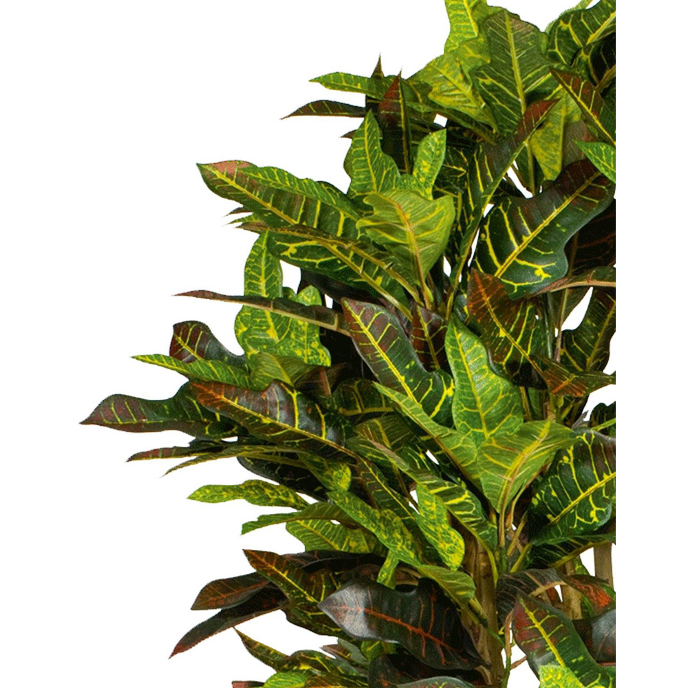 Botanik Croton Artificial Tree in Pot 5ft Image 2