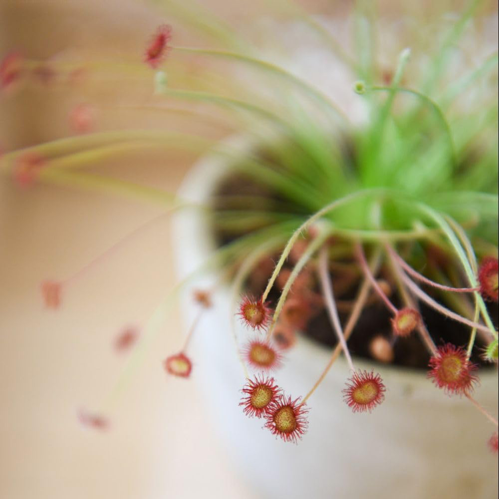 Thompson and Morgan Drosera Paradoxa Plant Pot 9cm 2 Pack Image 3