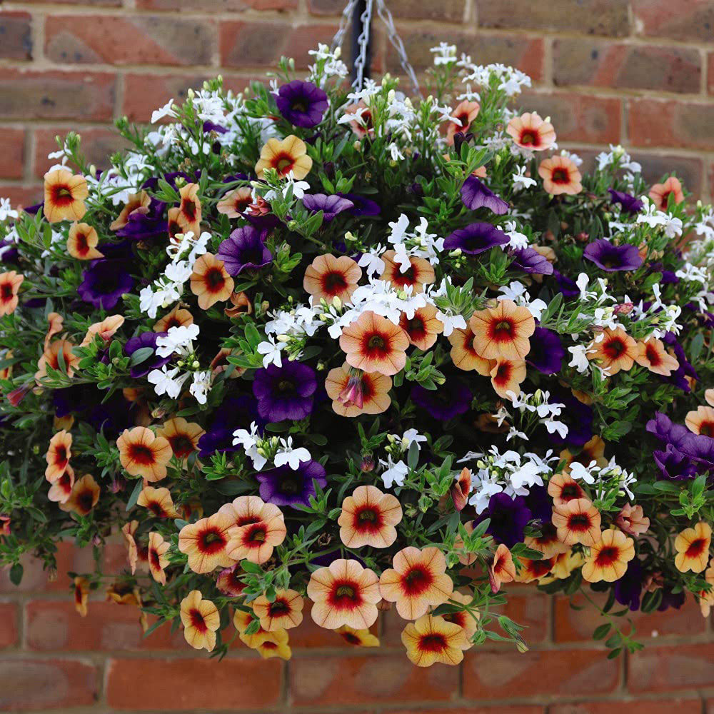 Thompson and Morgan Fruit Salad Preplanted Hanging Basket 25cm 2 Pack Image 3