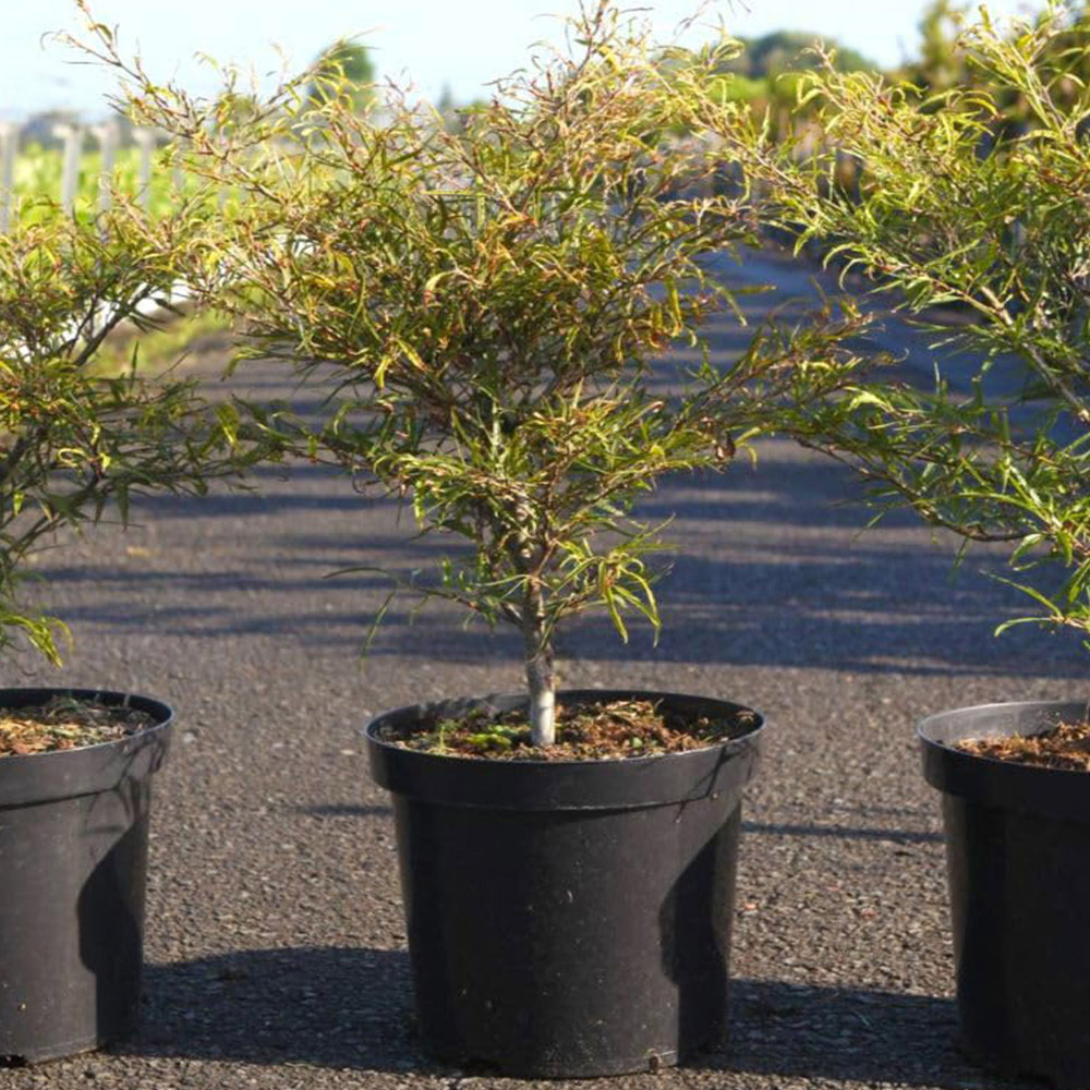 Thompson and Morgan Fagus Sylvatica Mercedes Plant Pot 10L Image 1