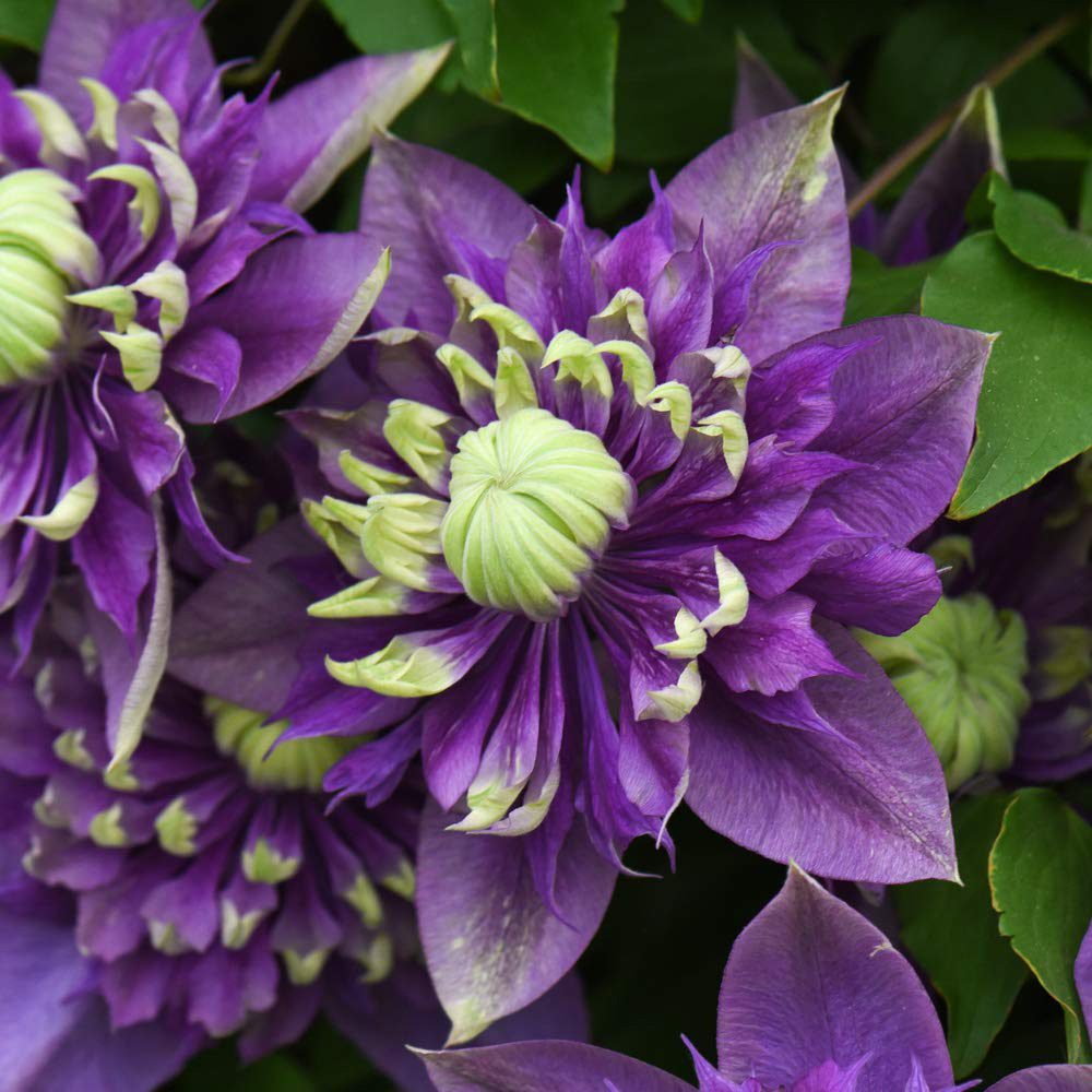 Thompson and Morgan Clematis Florida Taiga Pot 9cm Image 2
