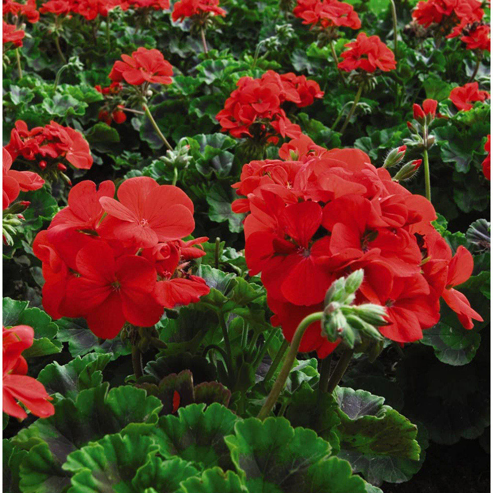 Thompson and Morgan Geranium Best Red Garden Ready Plant 30 Pack Image 3