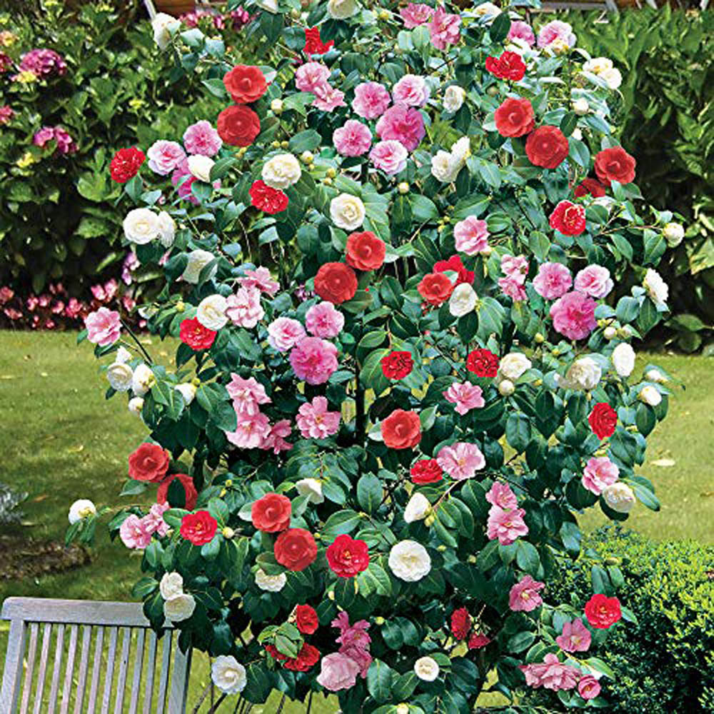 Thompson and Morgan Camellia Tricolour Outdoor Hardy Evergreen Shrub Plant Pot 15cm 2 Pack Image 2
