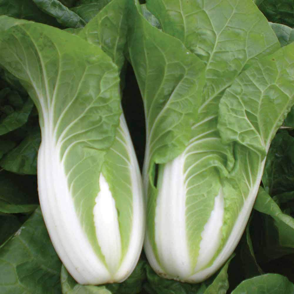 Thompson and Morgan Cabbage Chinese Natsuki F1 Hybrid Seeds Image
