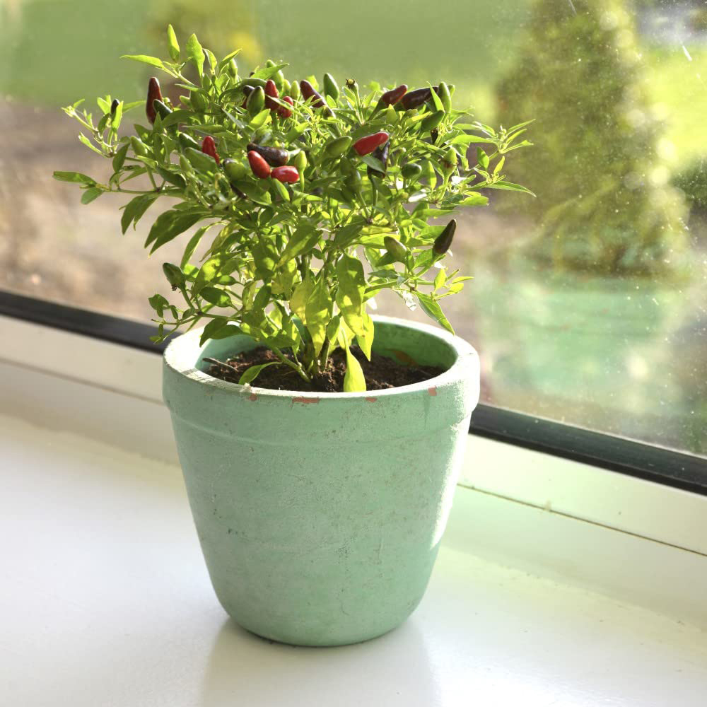 Chilli Morgan Thompson & Morgan Pepper Chilli Windowsill Fiery Flames Potted Plant ...