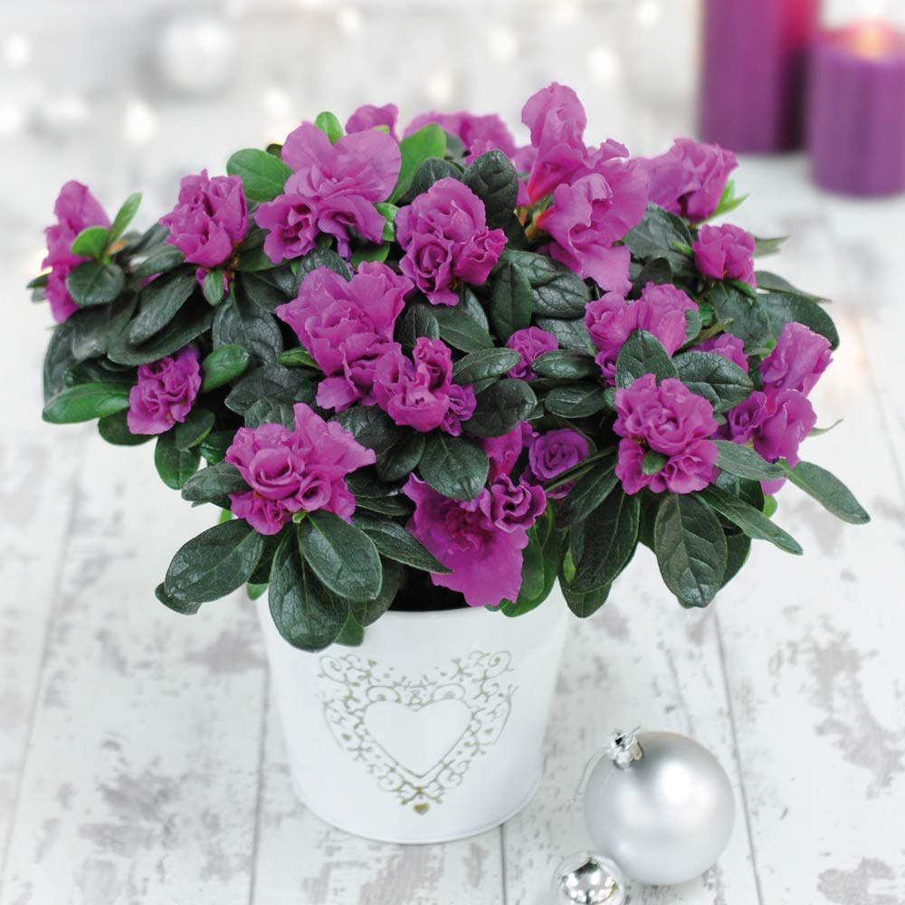Thompson and Morgan Christmas Gift Azalea Purple Rosebud Plant Pot 14cm Image 1