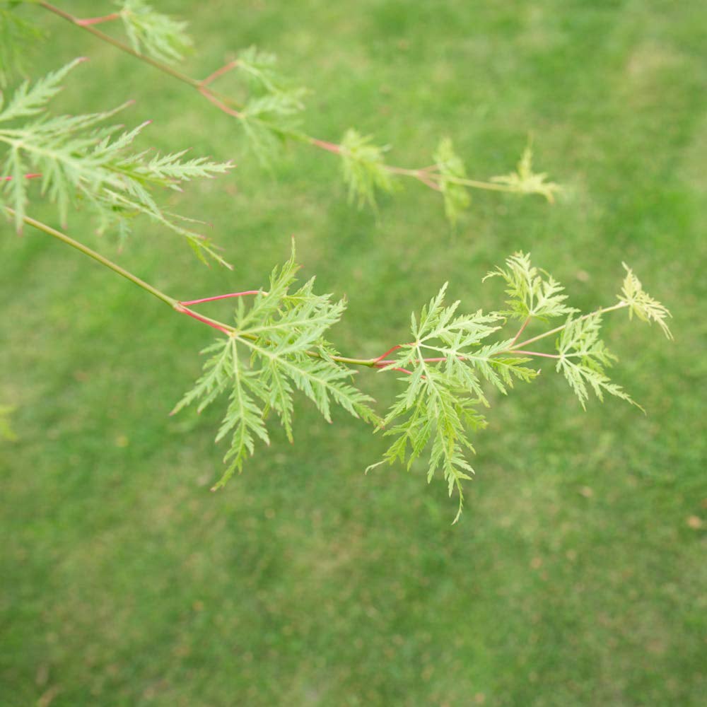 Thompson & Morgan Acer Palmatum Emerald Lace Plant Pot 9cm 2 Pack Image 4
