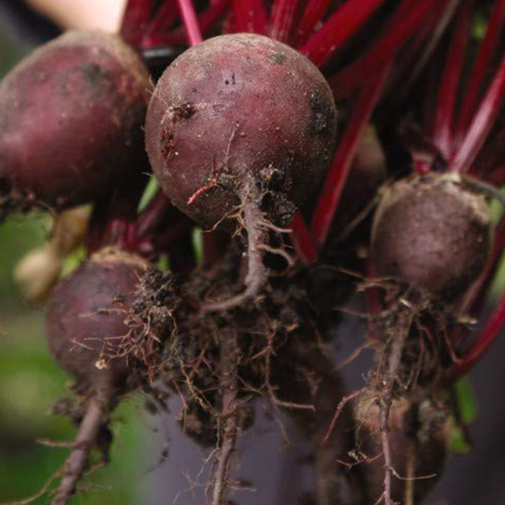 Thompson & Morgan Beetroot Pablo F1 Hybrid Seeds Image 1