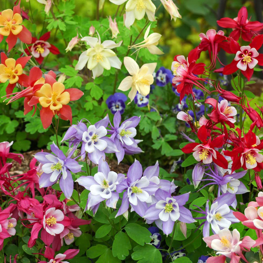 Thompson and Morgan Aquilegia Mrs Scott Elliott Garden Ready Plant 15 Pack Image 1