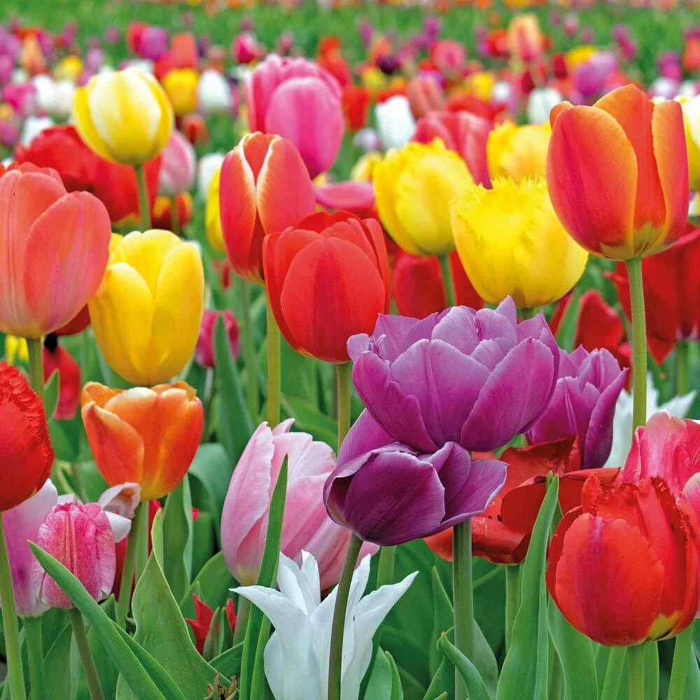 Thompson and Morgan Tulip Majestic Mixed Planting Bulb 160 Pack Image 2