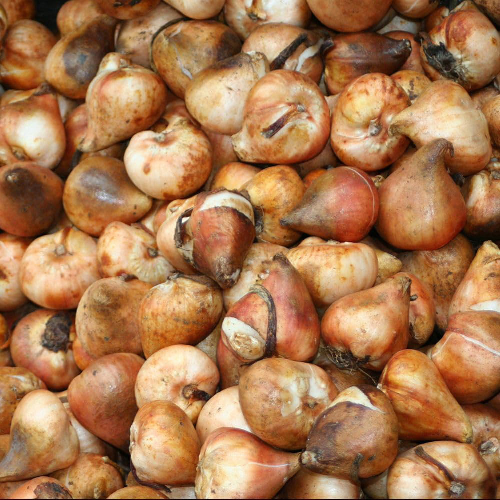 Thompson and Morgan Anemone De Caen Mix Bulb 20 Pack Image 2