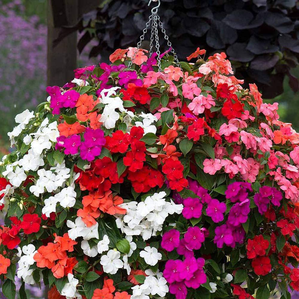 Thompson and Morgan Impatiens Busy Lizzie Beacon Mix Plant Plug 12 Pack Image 3