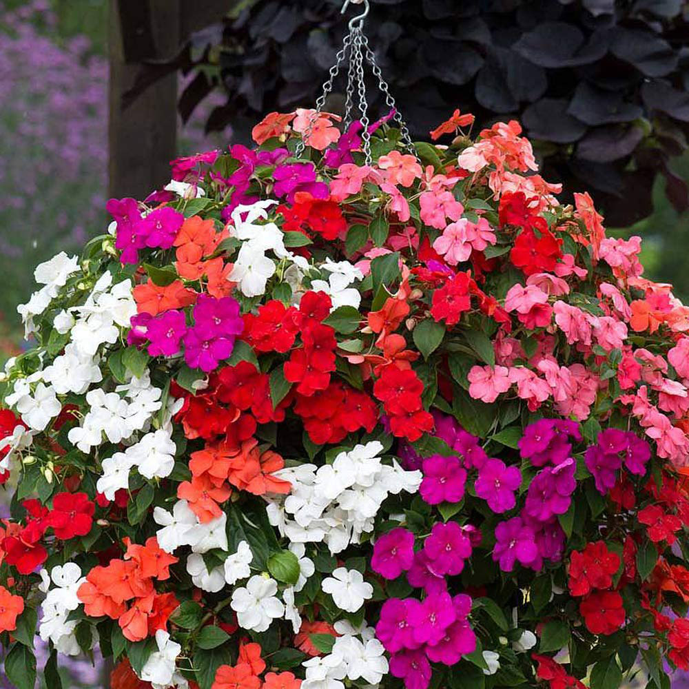 Thompson and Morgan Impatiens Busy Lizzie Beacon Mix Plant Plug 36 Pack Image 3