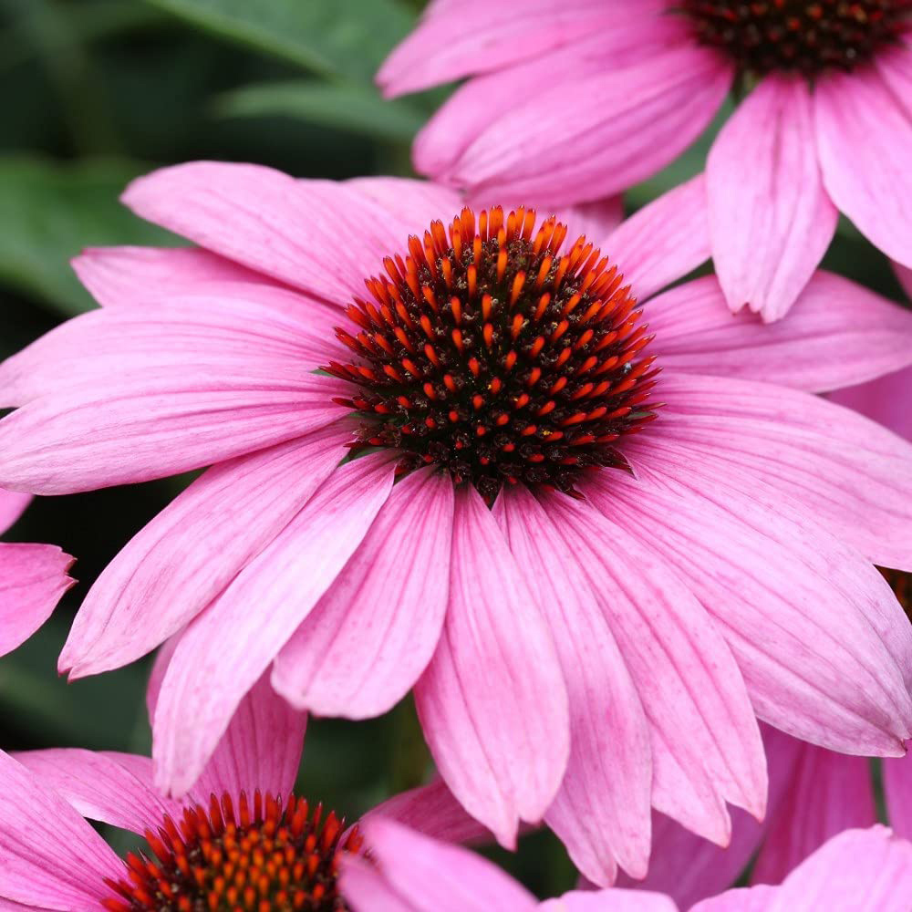Thompson and Morgan Echinacea Cone Flower Nectar Pink Plugs 24 Pack Image 1