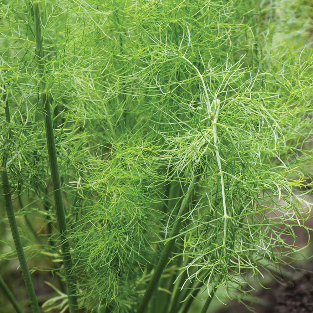 Thompson & Morgan Fennel Promo New Kew Range 250 Seeds Packet Image 1