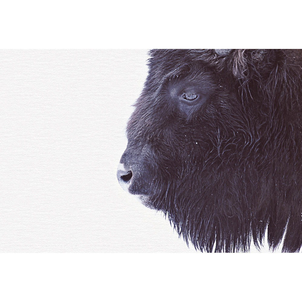 A.S Creation Black Buffalo Digital Mural Image 2