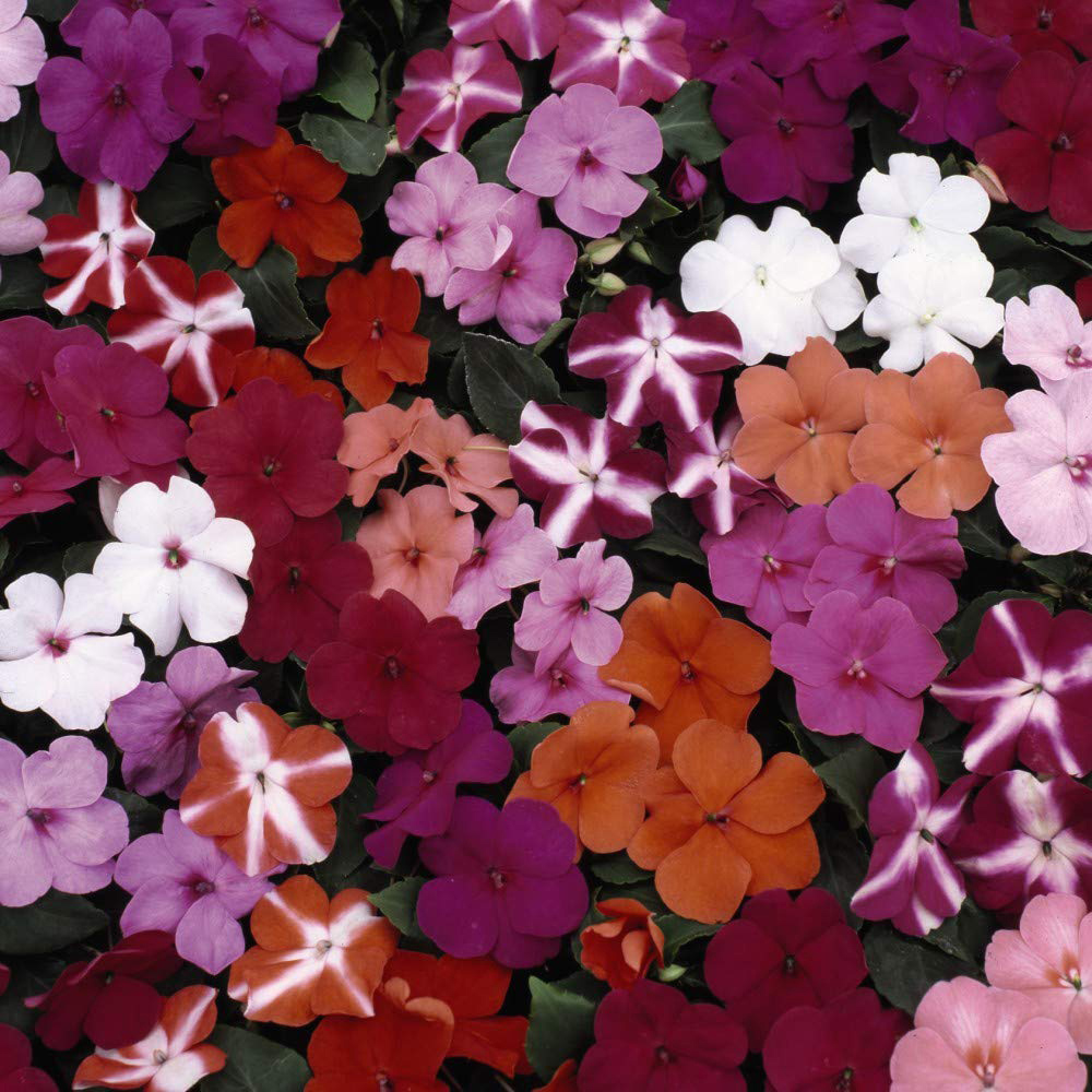 Thompson and Morgan Container Collection Mixed Plant Plug 24 Pack with Flower Seed 10 Pack Image 3
