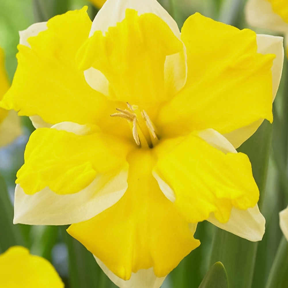 Thompson and Morgan Daffodil Banana Daiquiri Planting Bulb 32 Pack Image 2