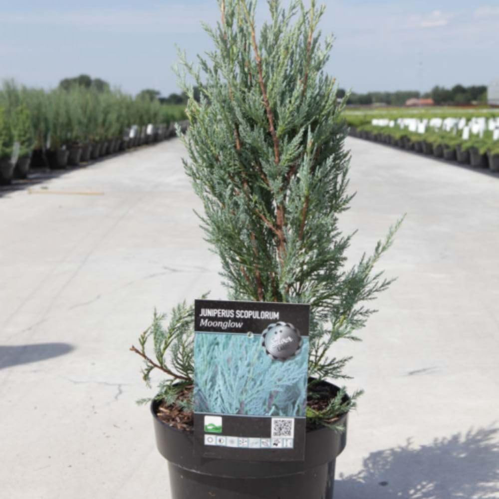 Thompson & Morgan Juniperus Scopulorum Moonglow Plant Pot 10L Image 2