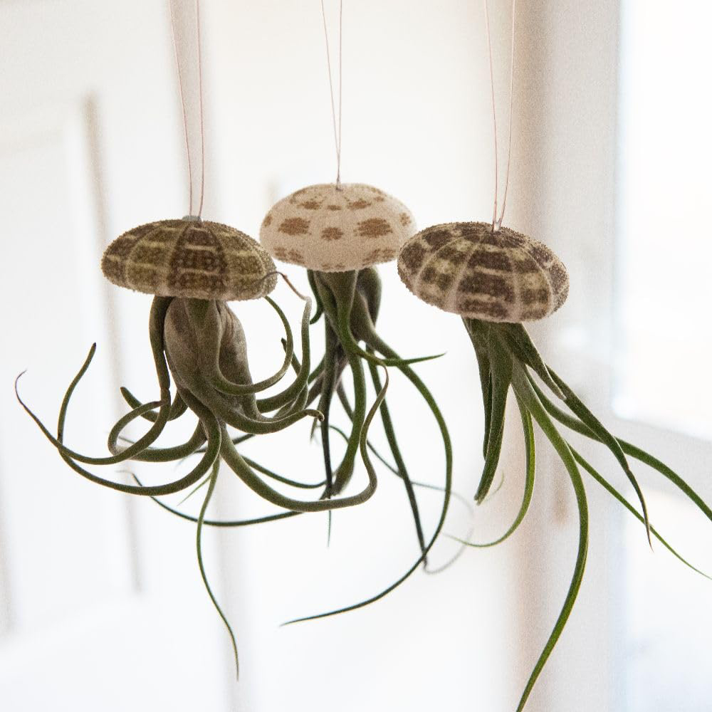Thompson & Morgan Air Plant Tillandsia in Sea Urchin 2 Pack Image 3