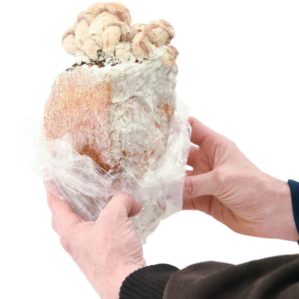 Thompson and Morgan Gift Grey Oyster Mushroom Prepack Windowsill Kit 3L Image 2