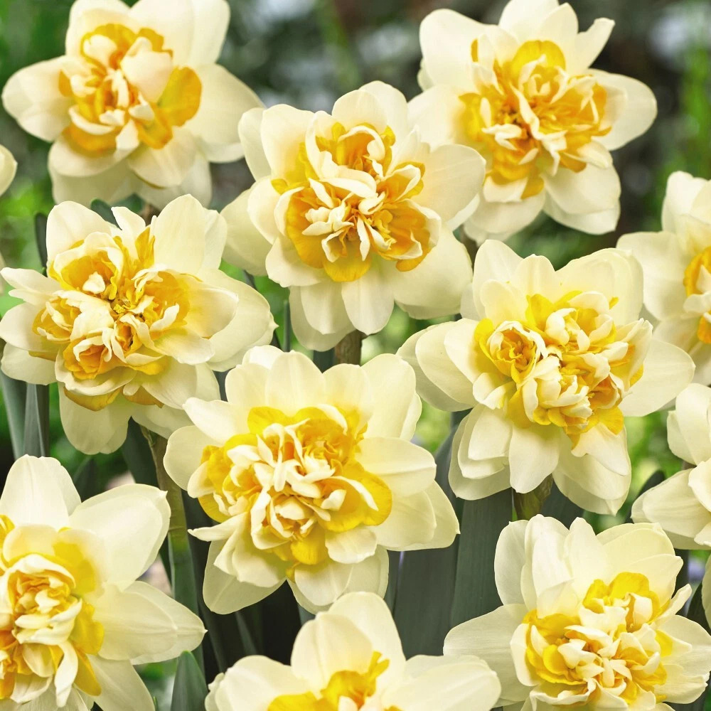 Thompson and Morgan Daffodil Peach Cobbler Planting Bulb 8 Pack Image 4