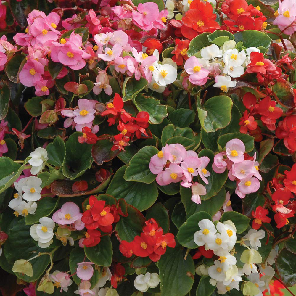 Thompson and Morgan Basket Collection Garden Ready Plants 120 Pack Image 3